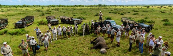 Rhino image