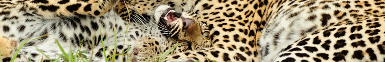 leopard