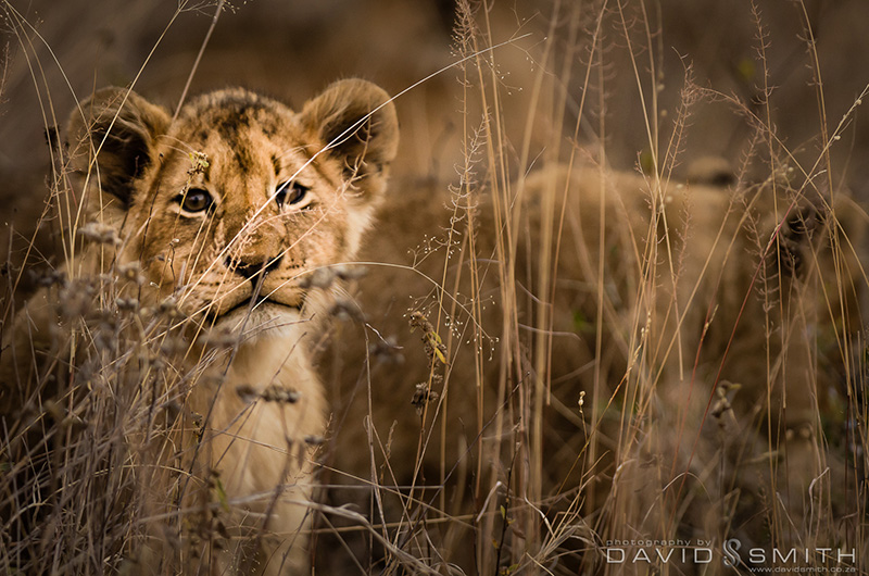 Sabi Sands, Lion Sands