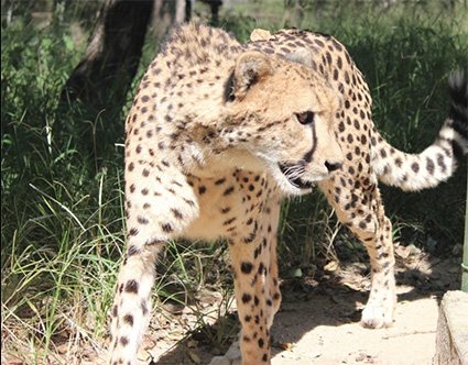 little ilanga
