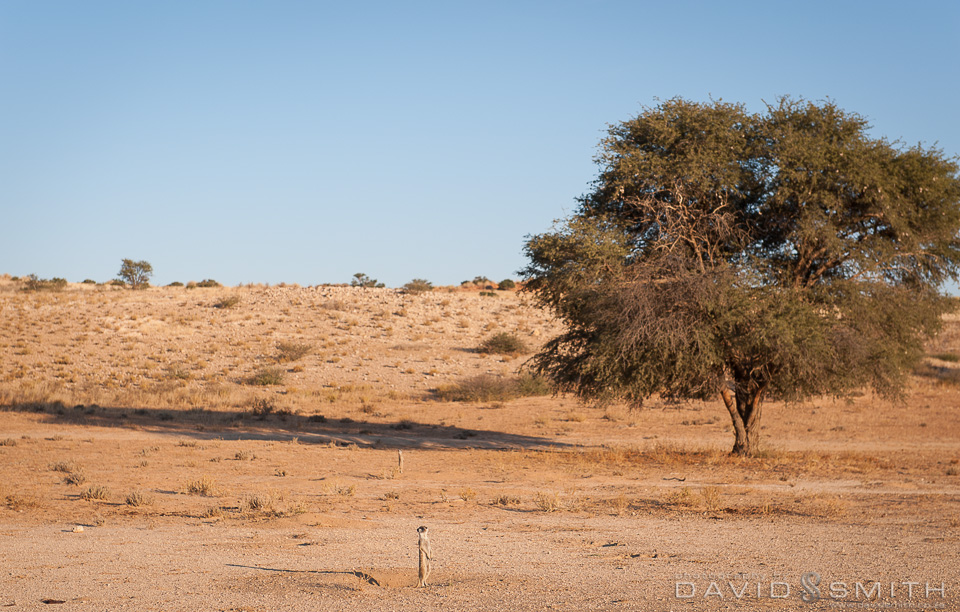Kalahari 141_D371115