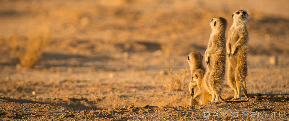 Kalahari 156_D424770