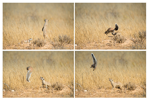 Suricate Action 2
