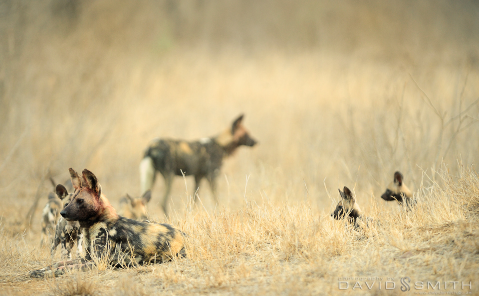 Wild Dogs_DGN5846 no stick