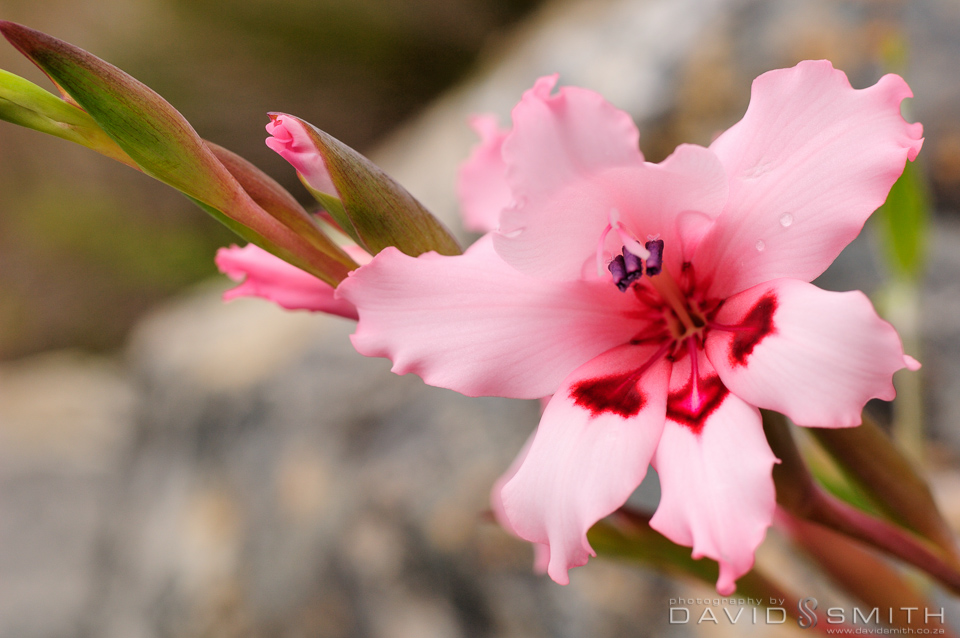 South African Floral Beauty