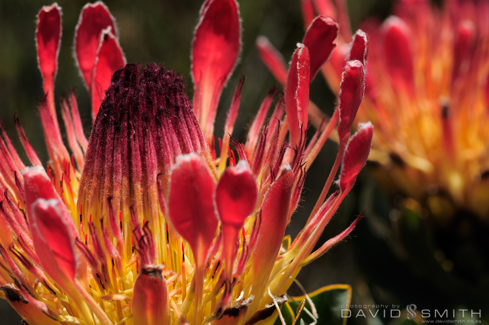 South African Floral Beauty