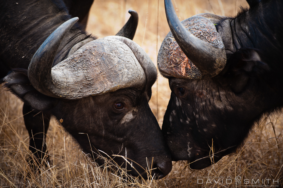 Lion Sands Buffalo