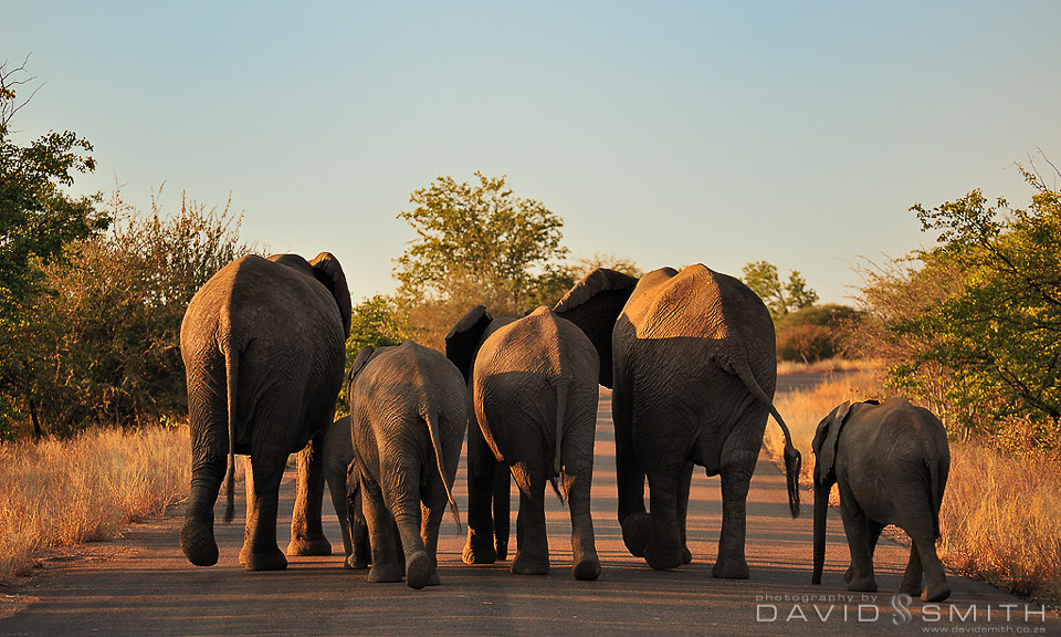 Kruger Elephants