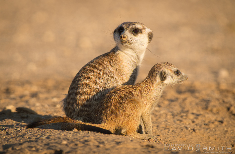 Kalahari 130_D424730