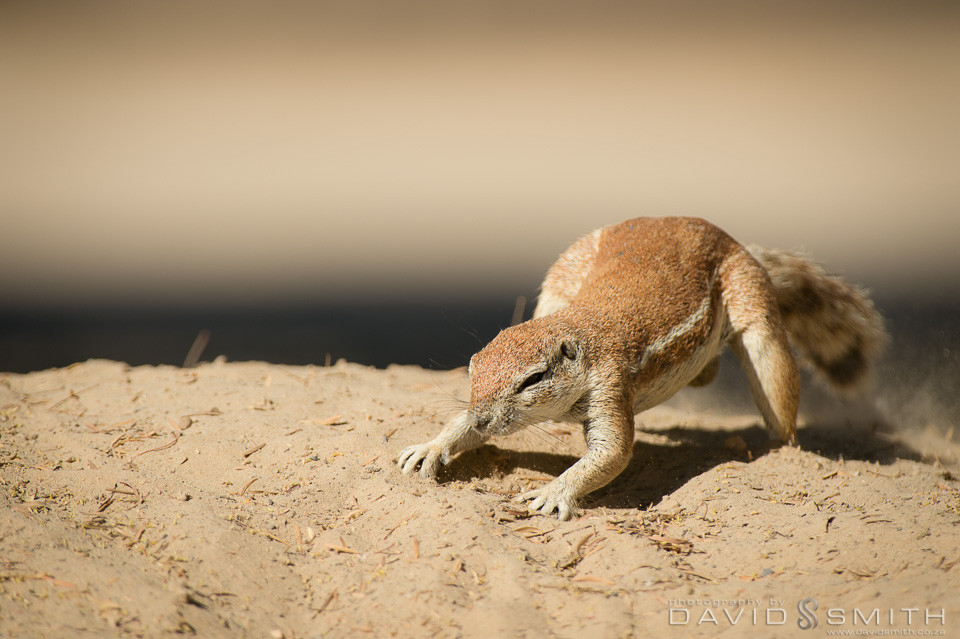 Kalahari GT 048_D429747