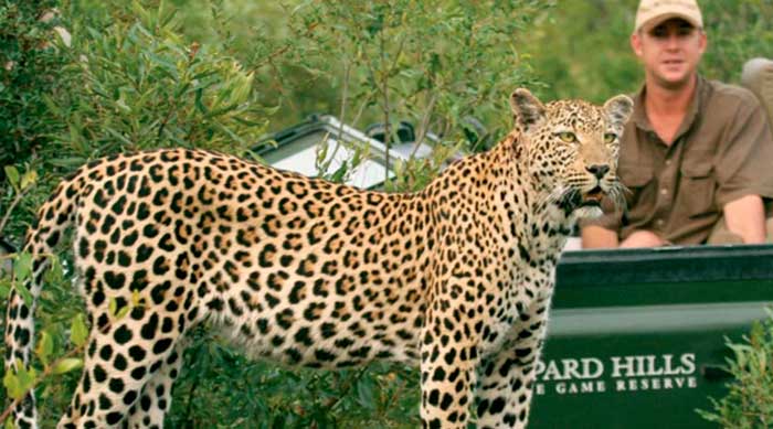 leopard-hills