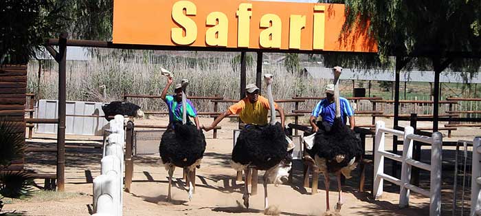 safari-ostrich-race