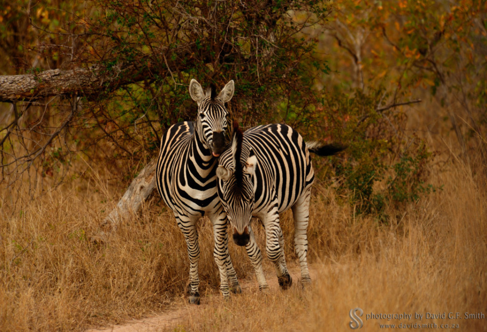 wildlife-080